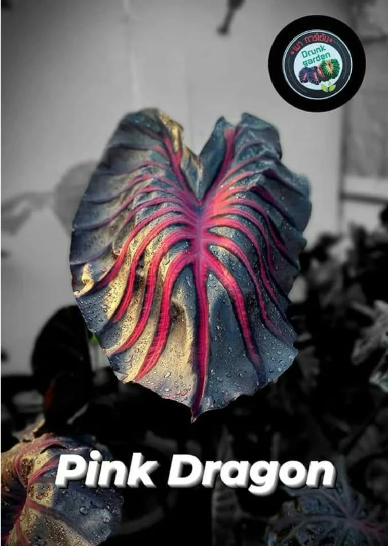 Colocasia Pink Dragon