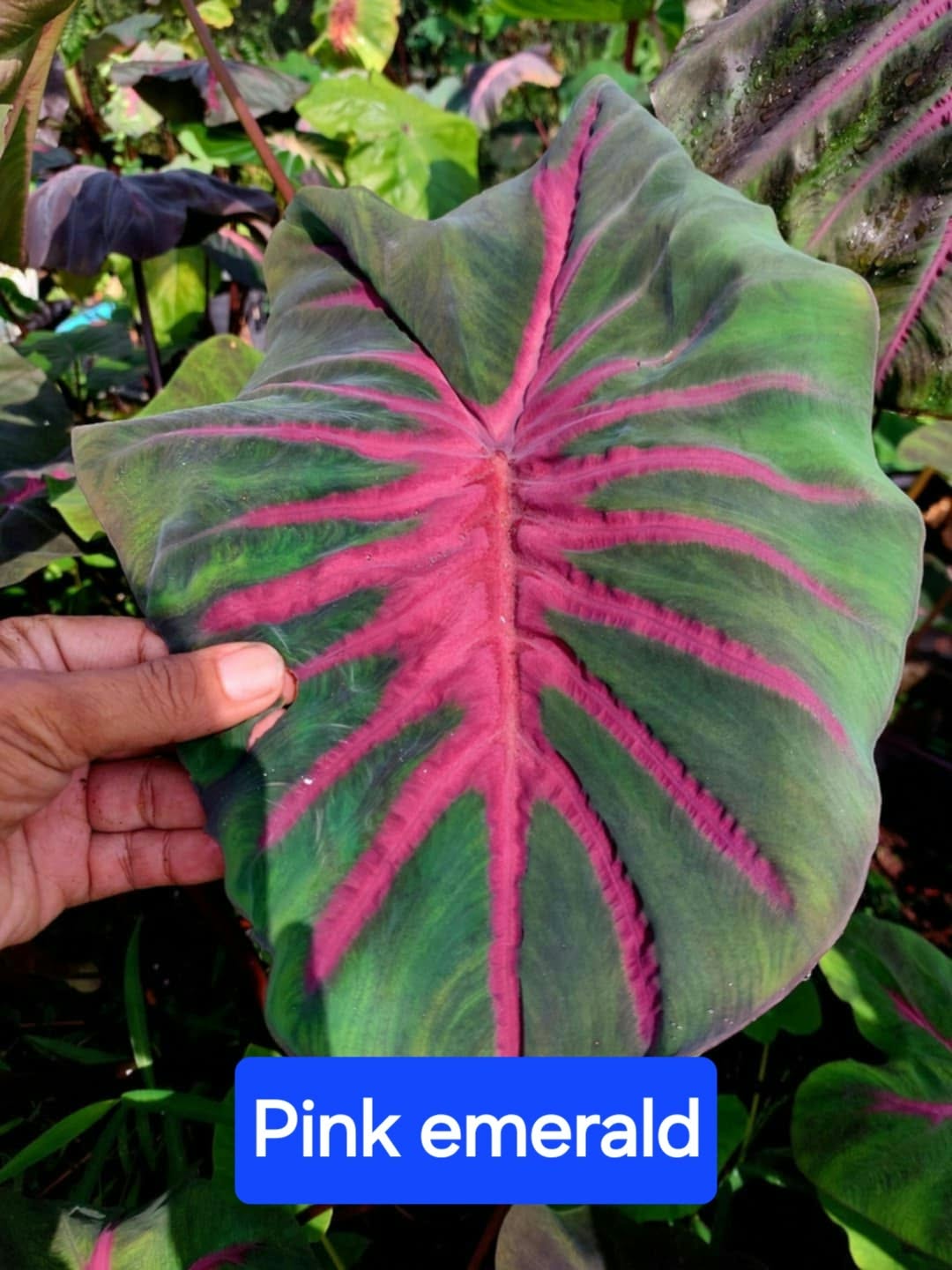 Colocasia Pink Emerald