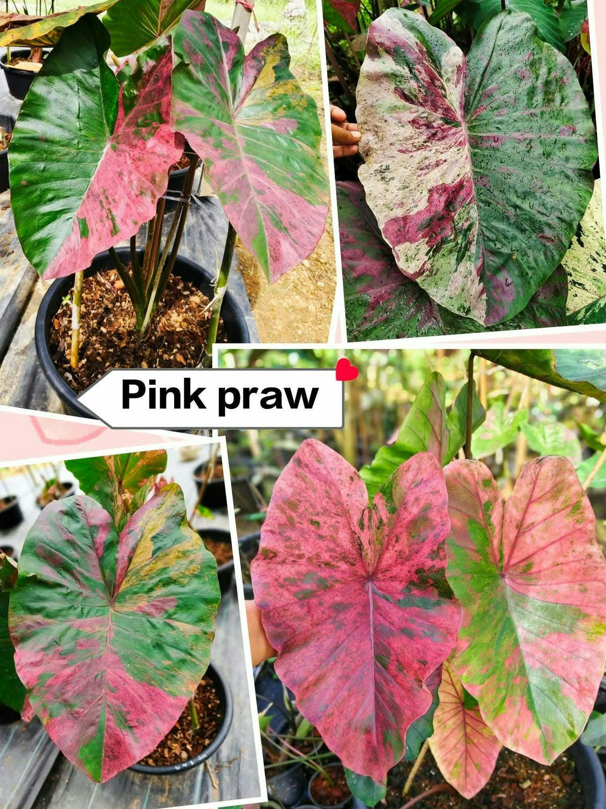 Colocasia Pink Praw