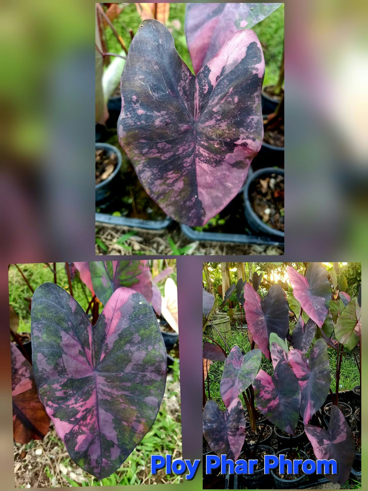 Colocasia Ploy Phar Pharom