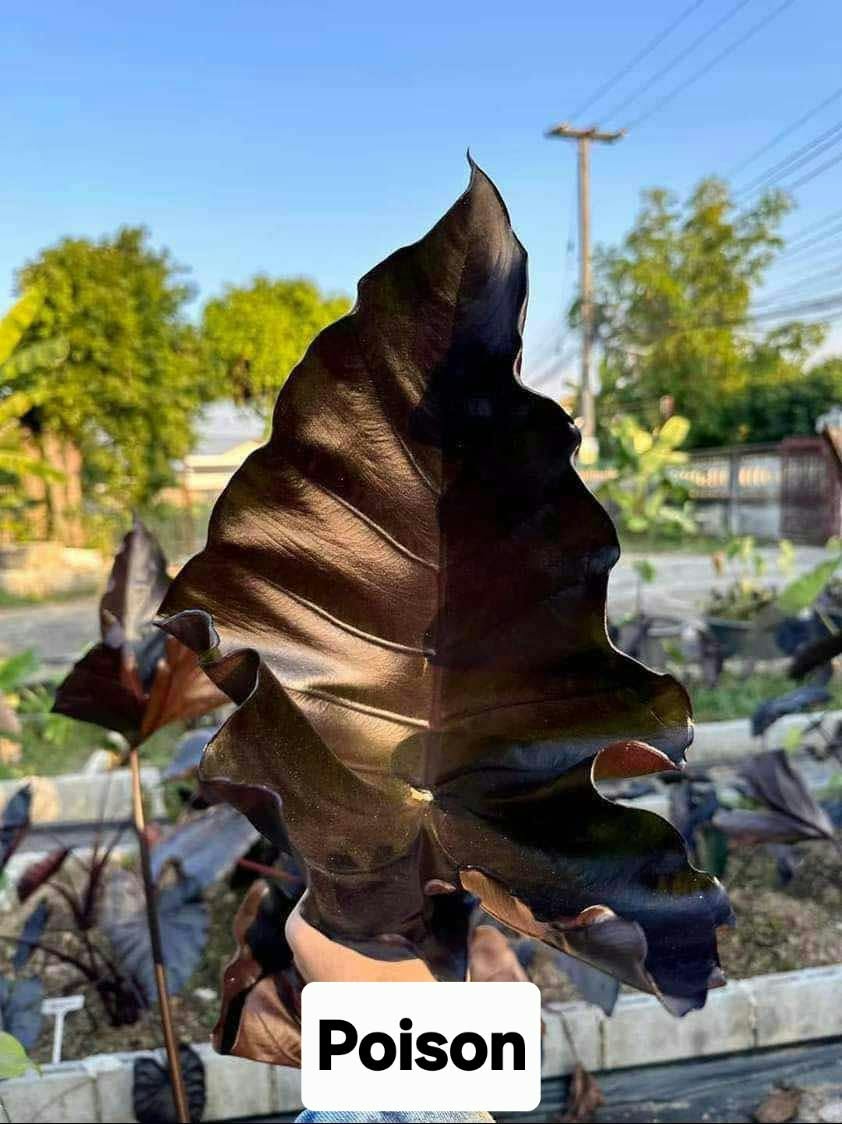 Colocasia Poison