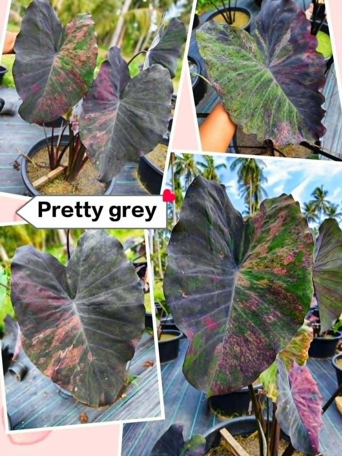 Colocasia Pretty Grey