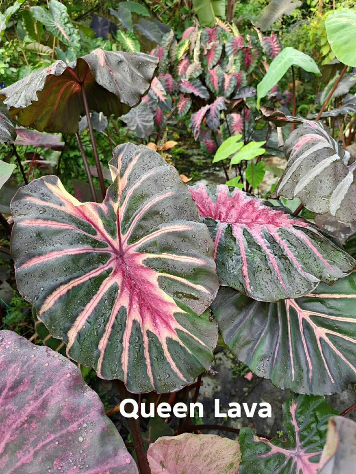 Colocasia Queen Lava
