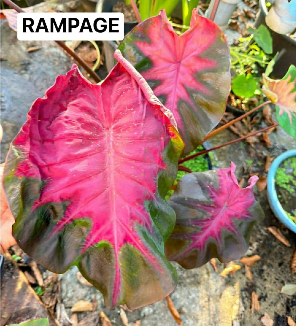 Colocasia Rampage