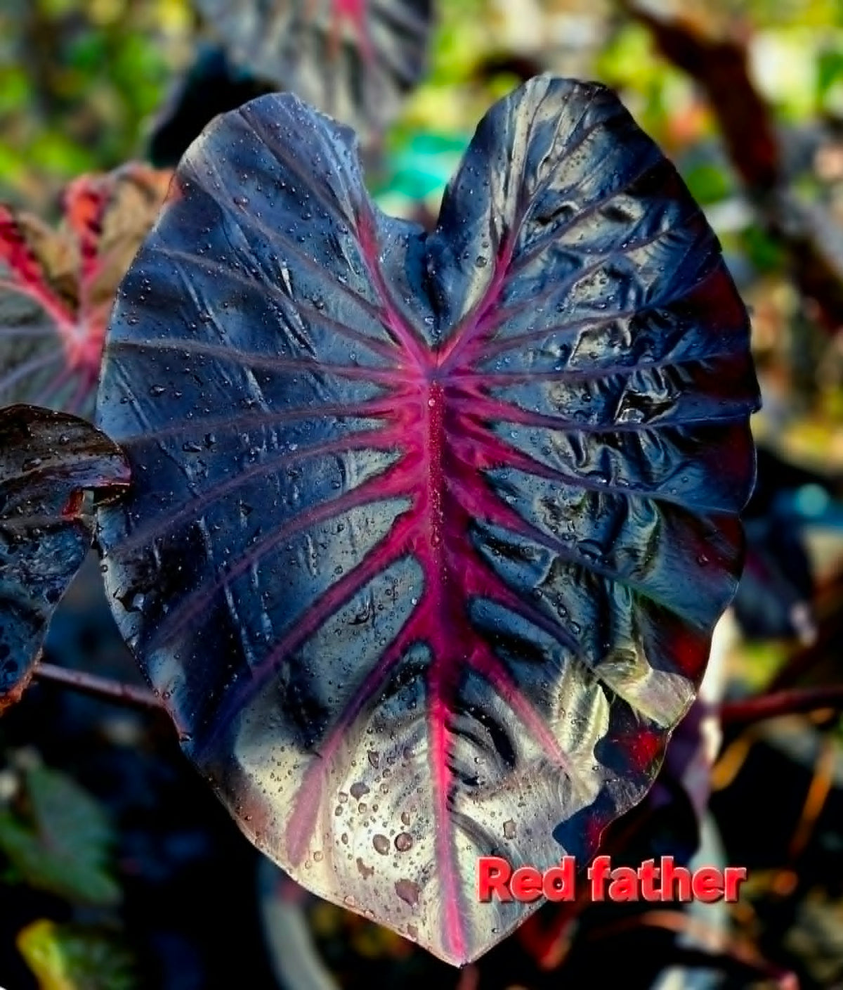 Colocasia Red Feather
