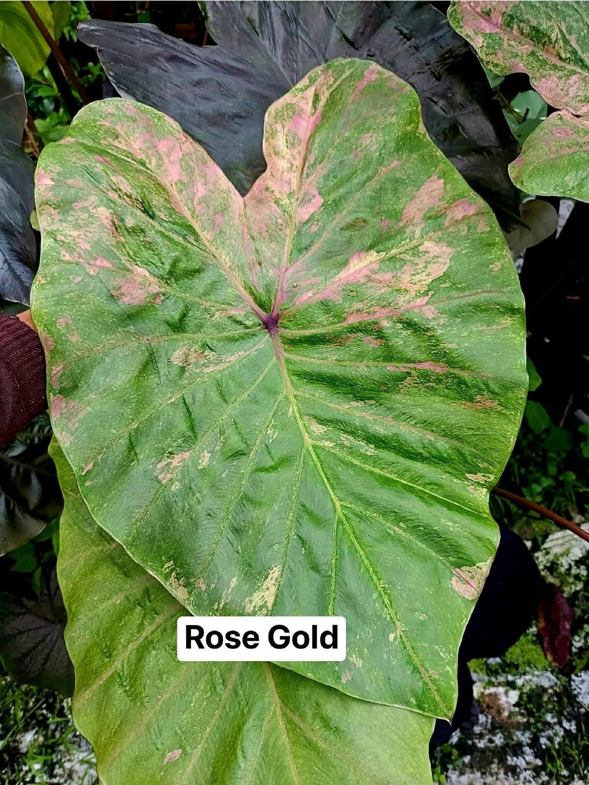 Colocasia Rose Gold