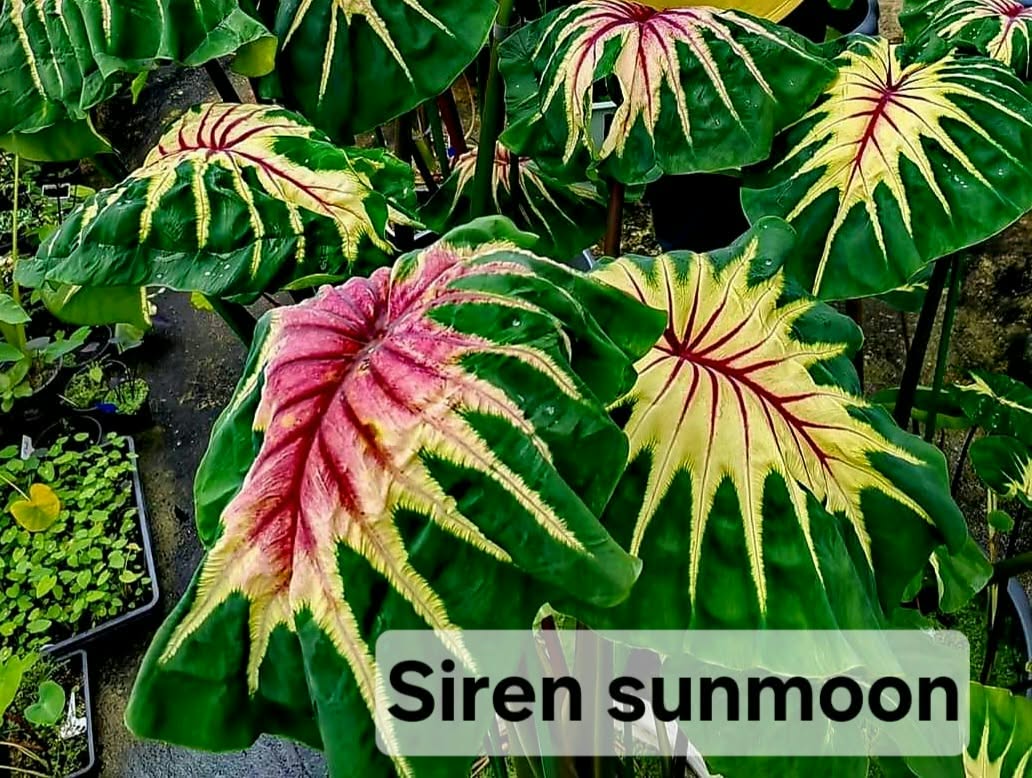 Colocasia Siren Sunmoon