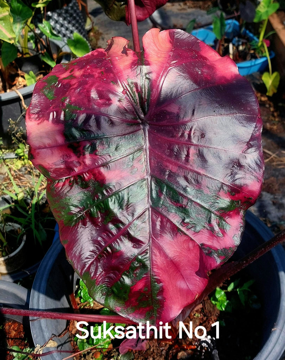Colocasia Suksathit Pink No.1