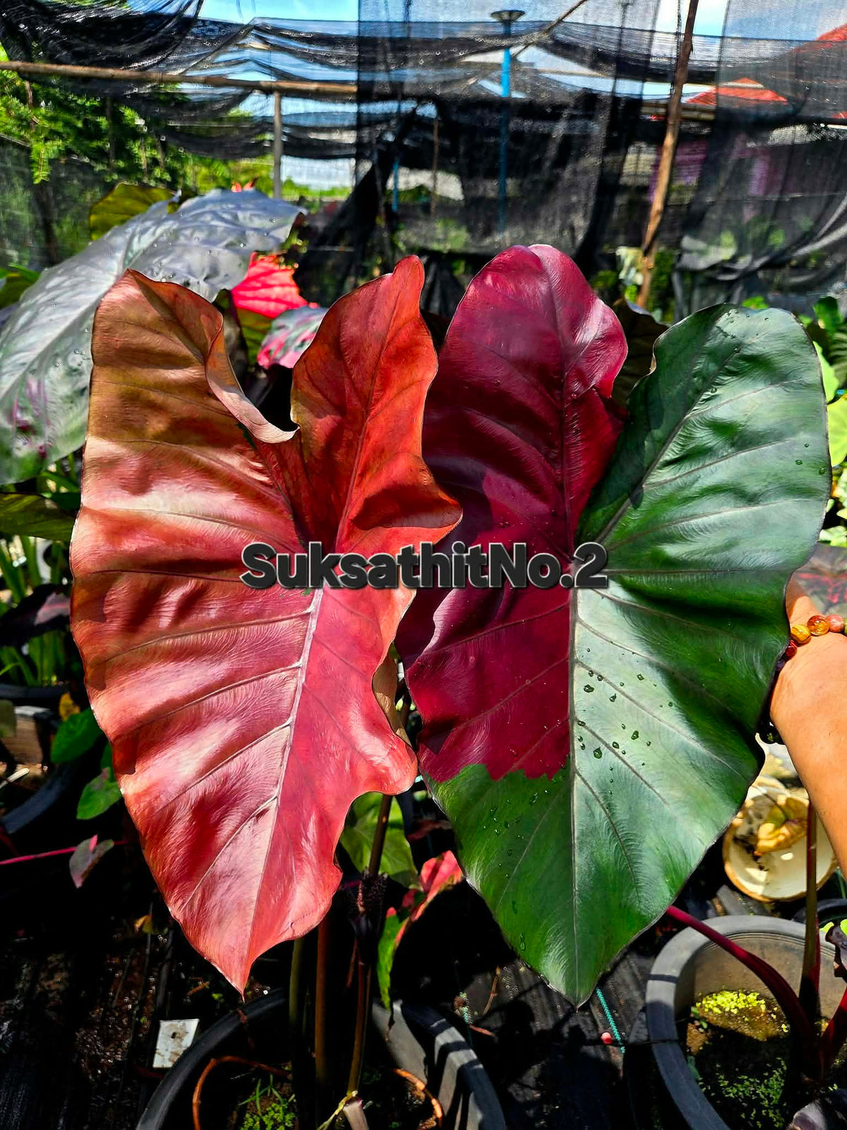Colocasia Suksathit Pink No.2