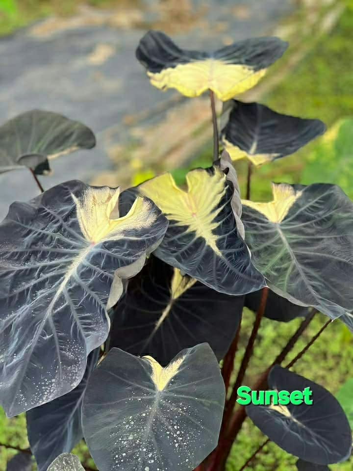 Colocasia Sunset