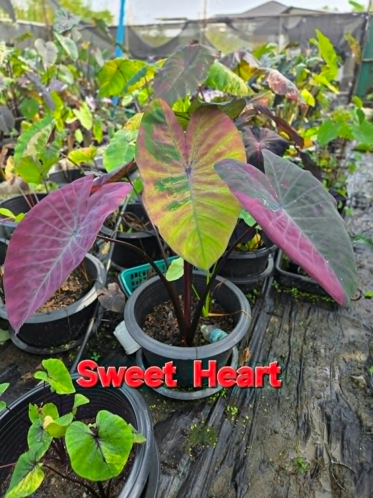 Colocasia Sweet Heart