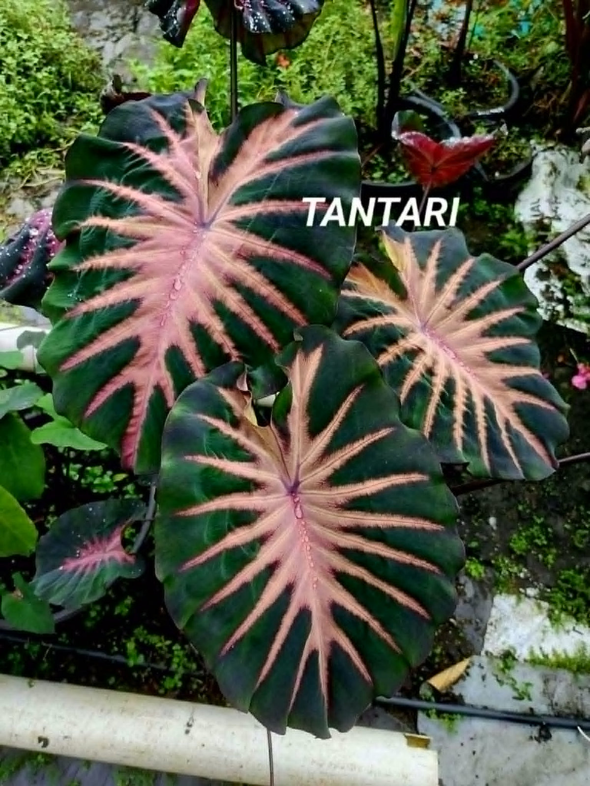 Colocasia Tantari