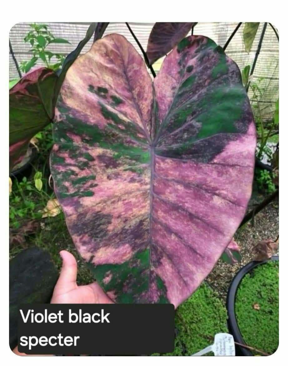 Colocasia Violet Black Specter