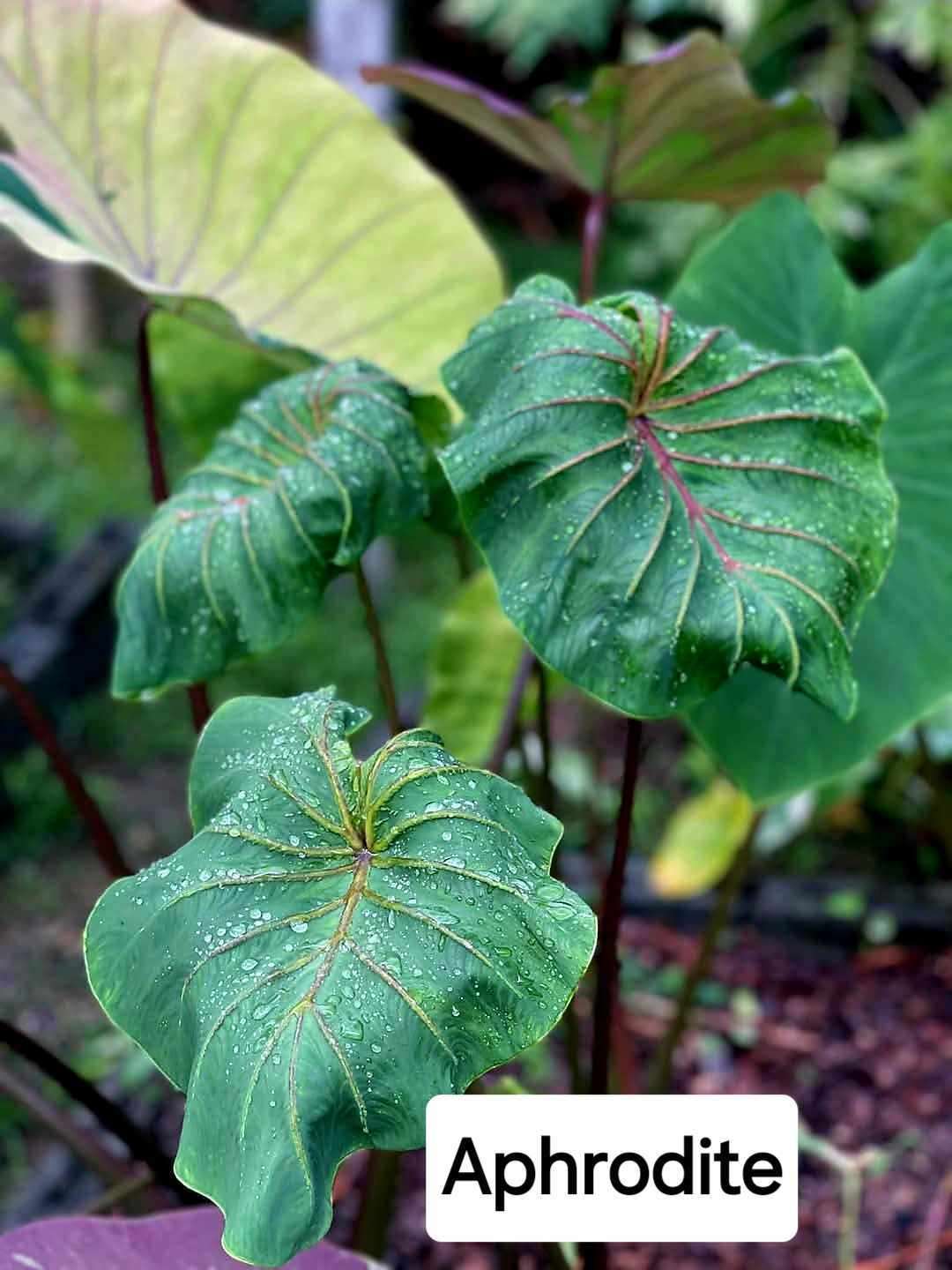 Colocasia Aphrodite (PRE-ORDER)