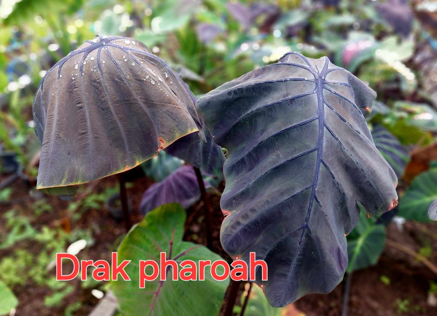 Colocasia Dark Pharoah(PRE-ORDER)