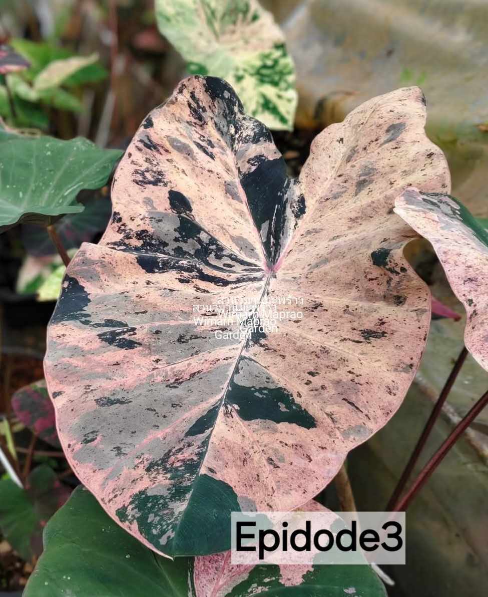 Colocasia Episode 3 (PRE-ORDER)