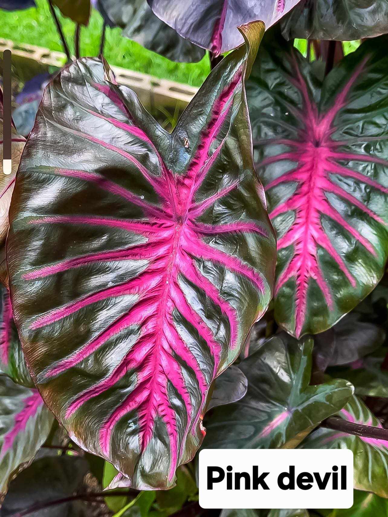 Colocasia Pink Devil (PRE-ORDER)