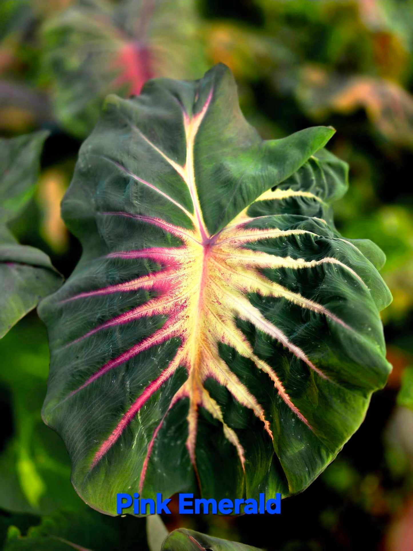 Colocasia Pink Emerald (PRE-ORDER)