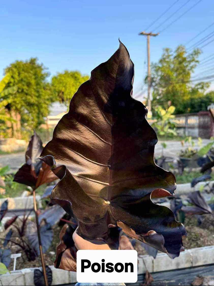 Colocasia Poison (PRE-ORDER)