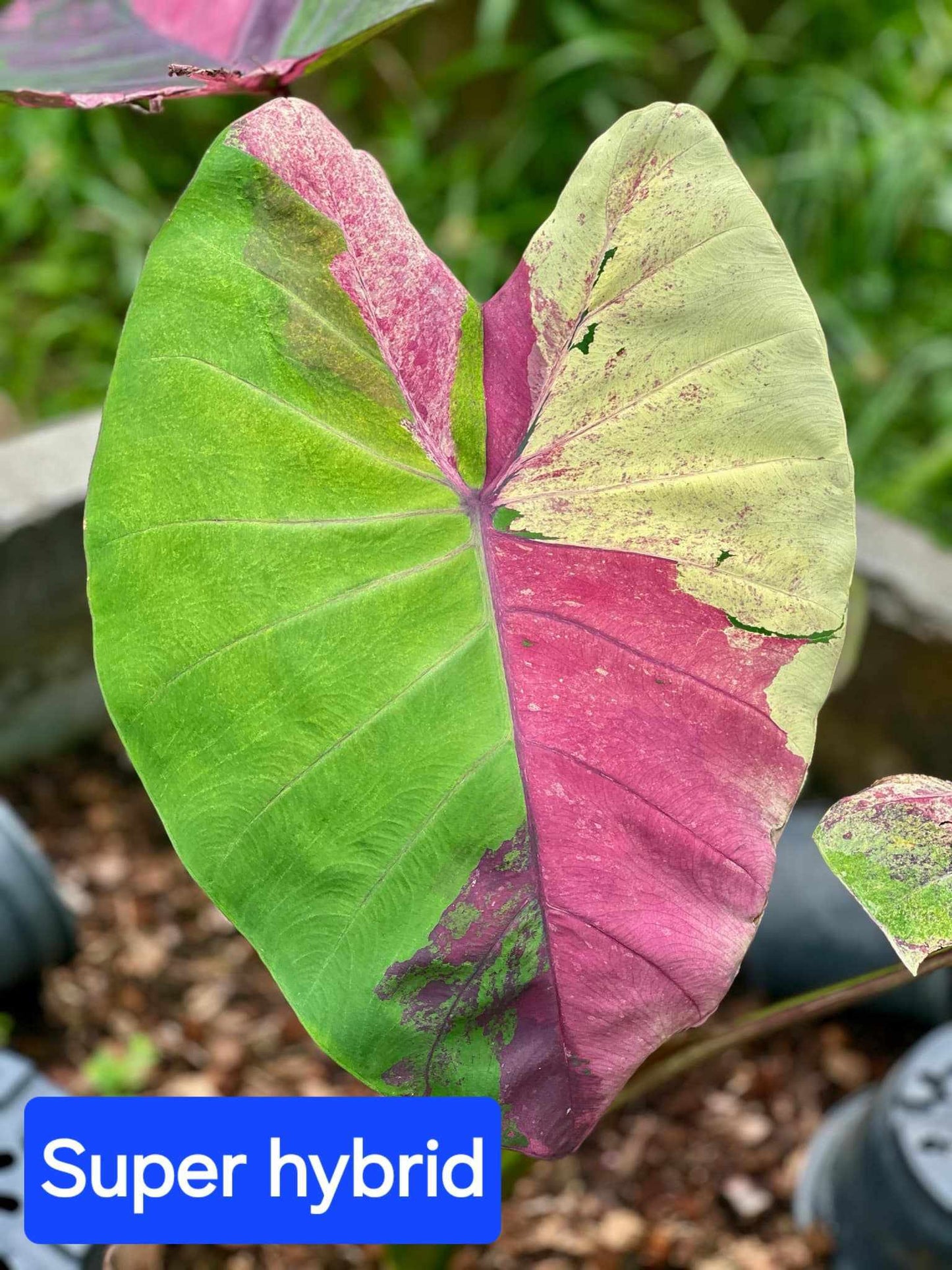 Colocasia Super Hybrid - (PRE-ORDER)