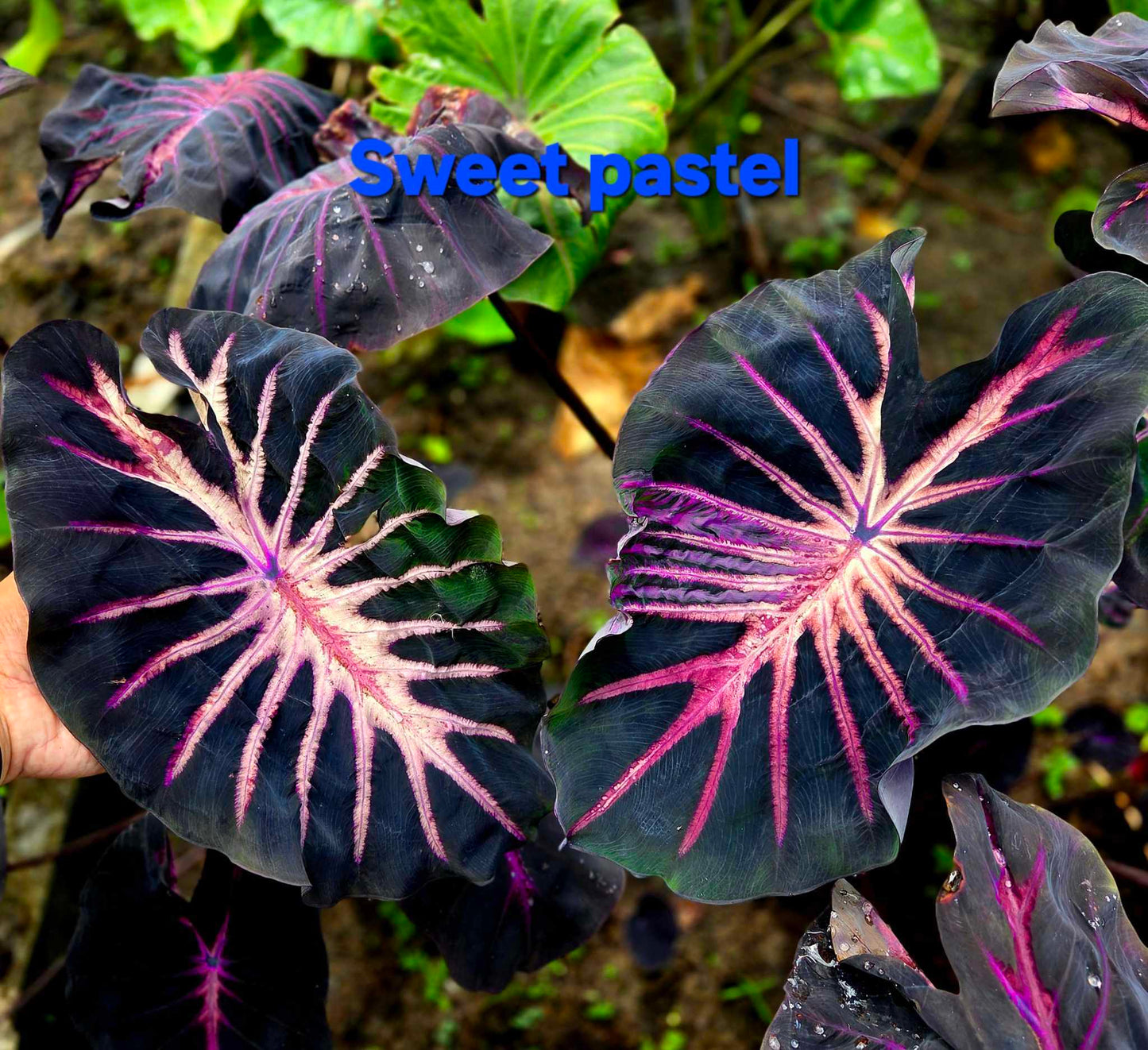 Colocasia Sweet Pastel - (PRE-ORDER)