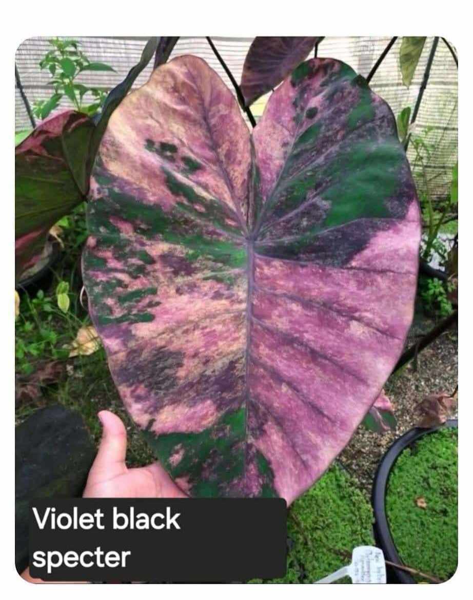 Colocasia Violet Black Specter - (PRE-ORDER)
