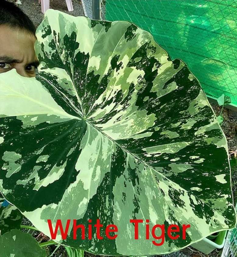 Colocasia White Tiger - (PRE-ORDER)
