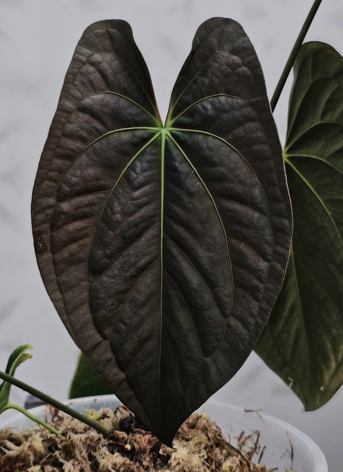Dark Phoenix (parent plant)