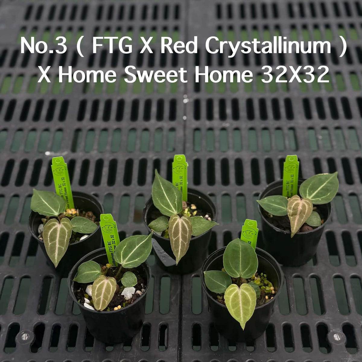 Anthurium Halloween Set HW7 (5 Plants) (PRE-ORDER)-HW7