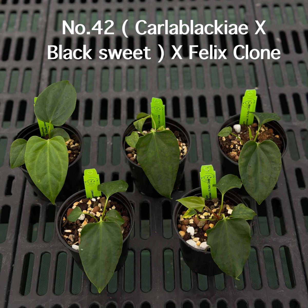 Anthurium Halloween Set HW6 (6 Plants) (PRE-ORDER)-HW6