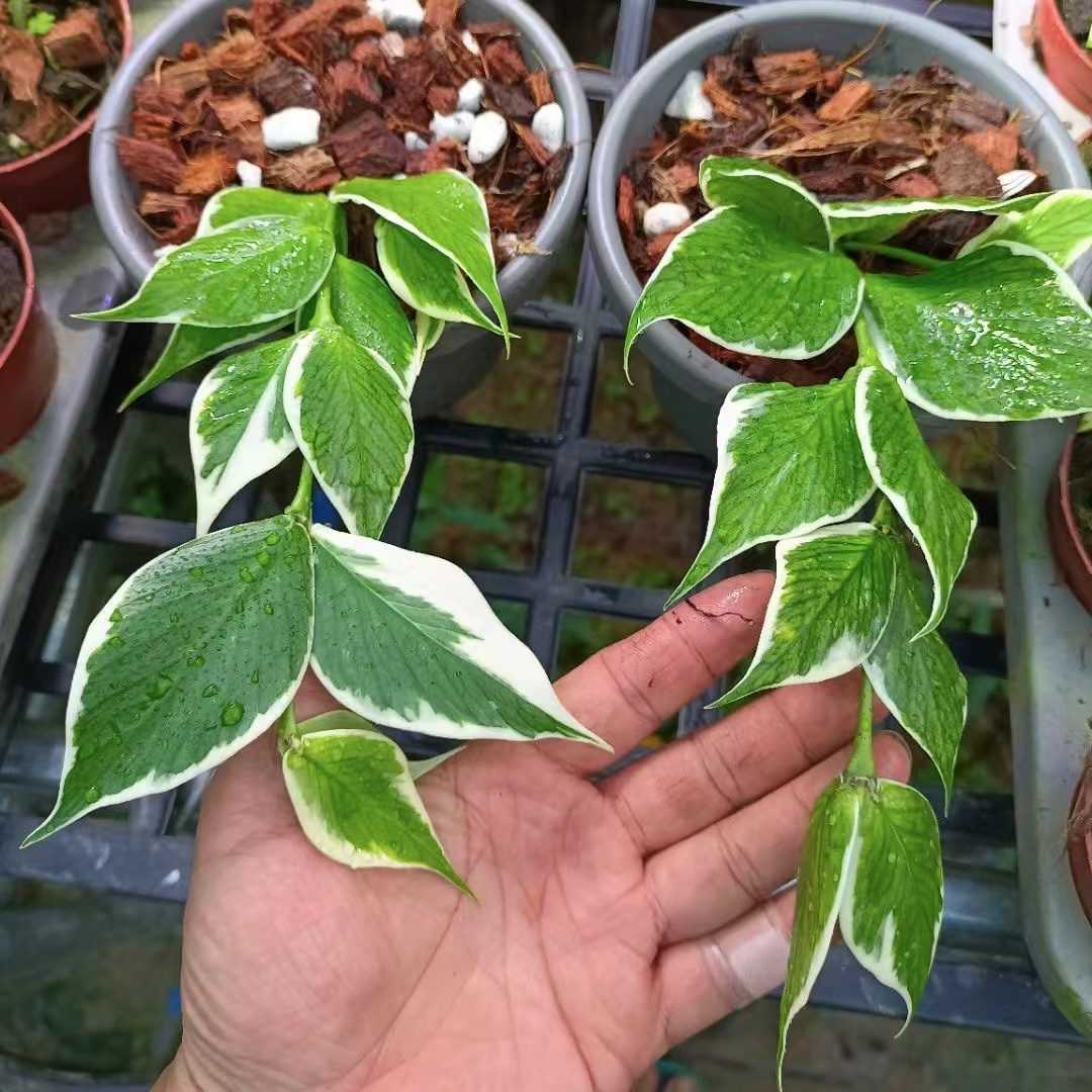 Hoya Polyneura Albomarginata (Medium) PRE-ORDER-JULY466