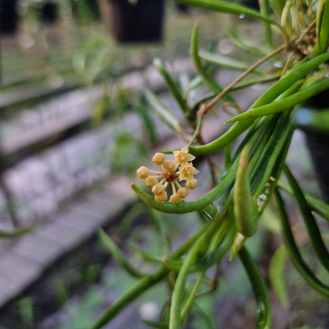 Hoya Acicularis Mutate (Large) PRE-ORDER-JULY003