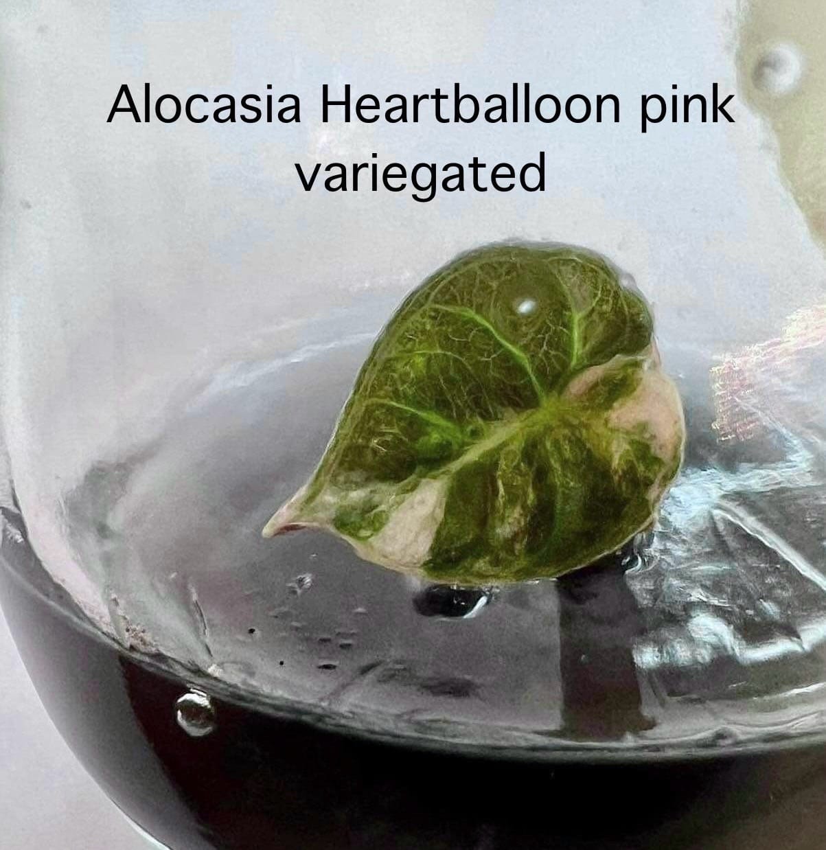 Alocasia Heart Balloon Albo/Pink Tissue Culture (PRE-ORDER)-TC027