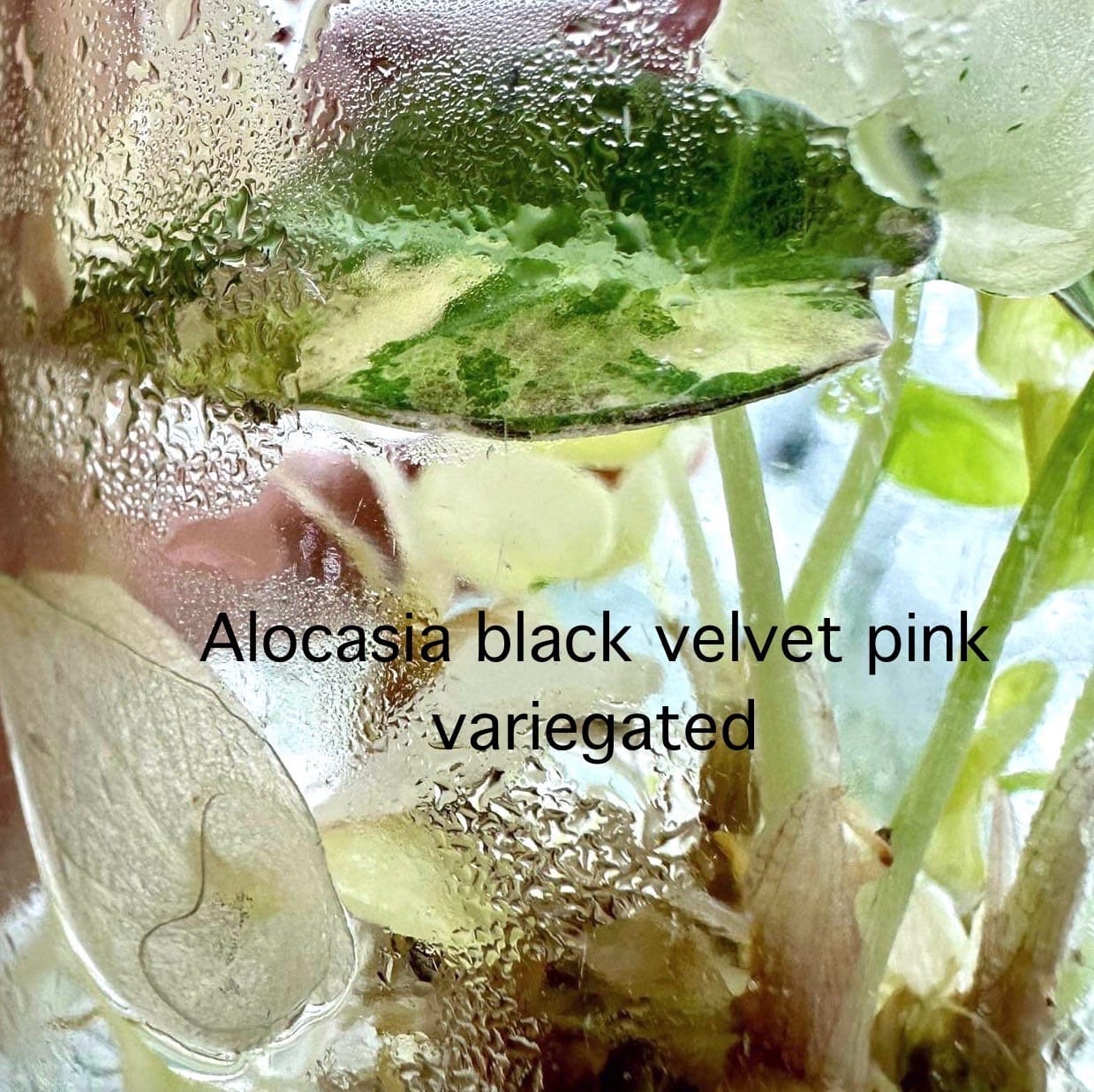 Alocasia Black Velvet (Albo/Pink) Variegated Tissue Culture (PRE-ORDER)-TC015