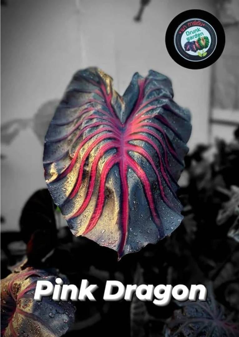 Colocasia Pink dragon (PRE-ORDER)-COLO28 – Fuzzy Roots