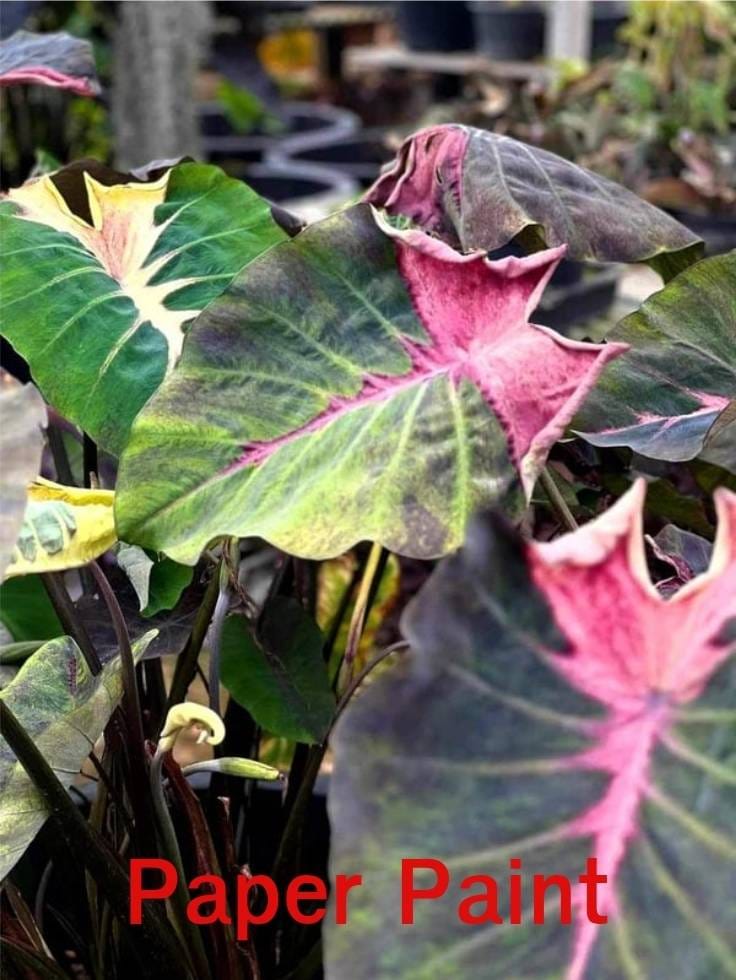 Colocasia Paper Paint (PRE-ORDER)-COLO38