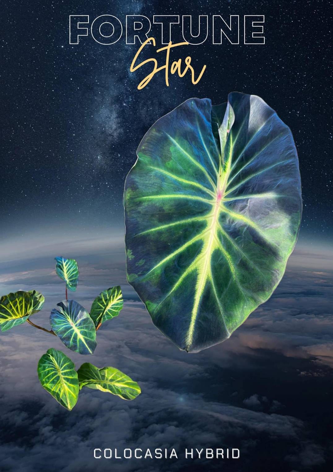 Colocasia Fortune Star (PRE-ORDER)-COLO46