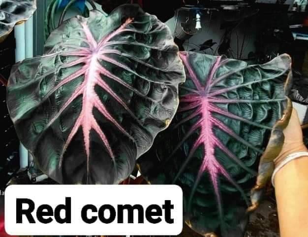 Colocasia Red Comet (PRE-ORDER)-COLO09