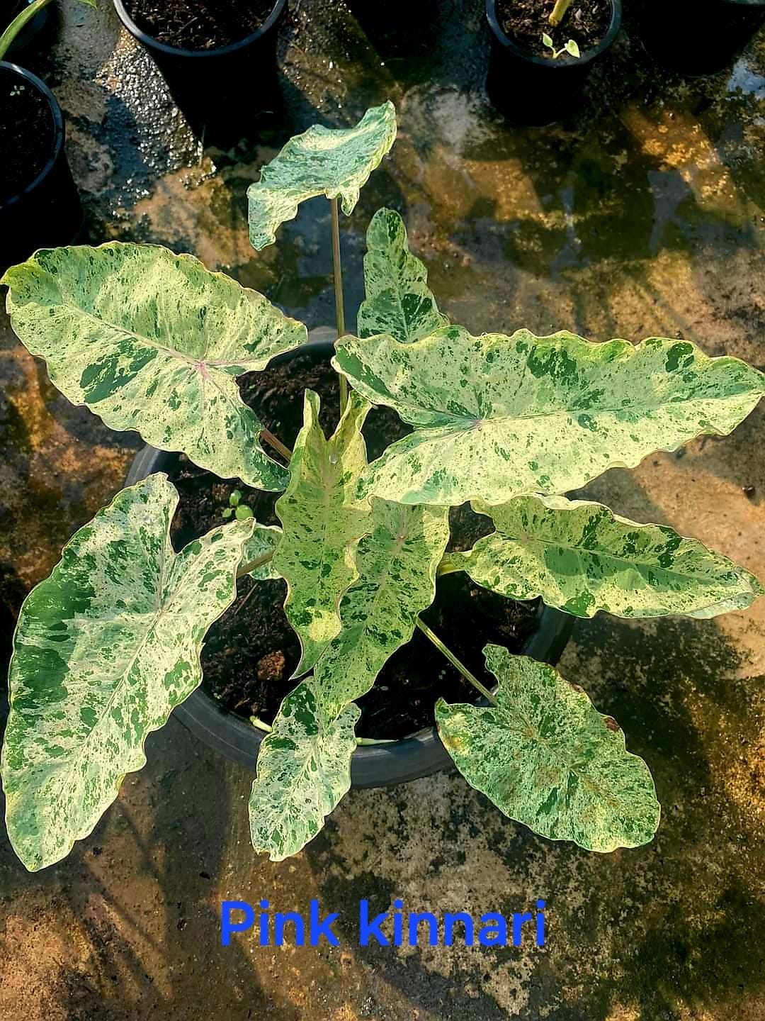 Colocasia Pink Kinnari (PRE-ORDER)-COLO02