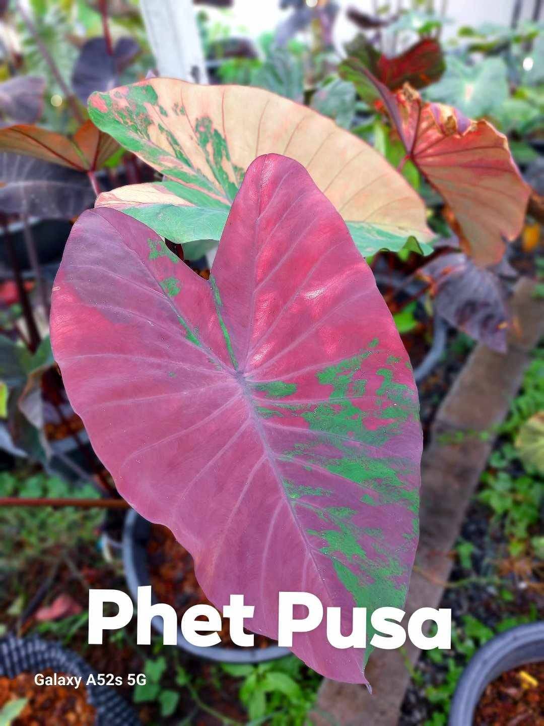 Colocasia Petch Phusa (PRE-ORDER)-COLO31