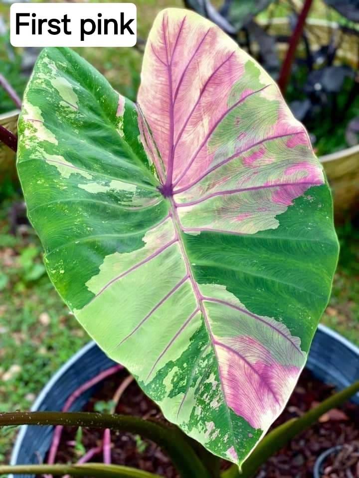 Colocasia First pink (PRE-ORDER)-COLO37 – Fuzzy Roots