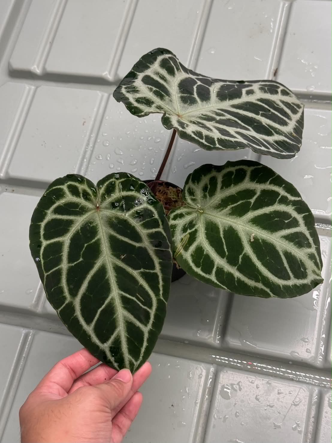 Anthurium Silver Tiger x Red Chocolate