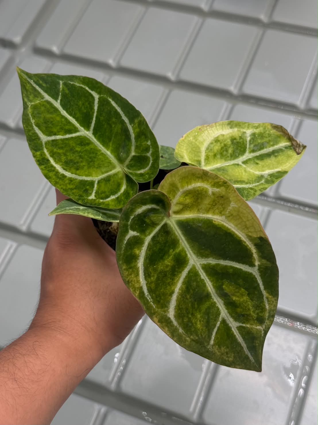 Anthurium Pap var. x Red Chocolate