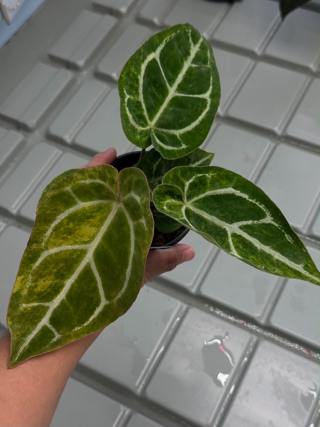 Anthurium Pap var. x Red Chocolate