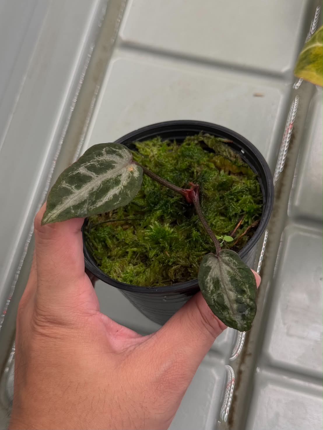 Anthurium Red Crys x Red Crys Mutation
