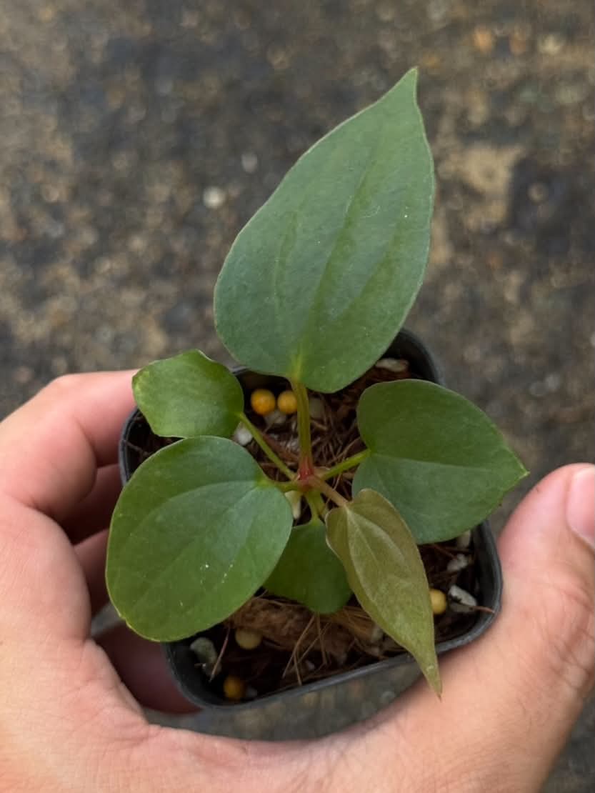 Anthurium RL Self x Luxurians