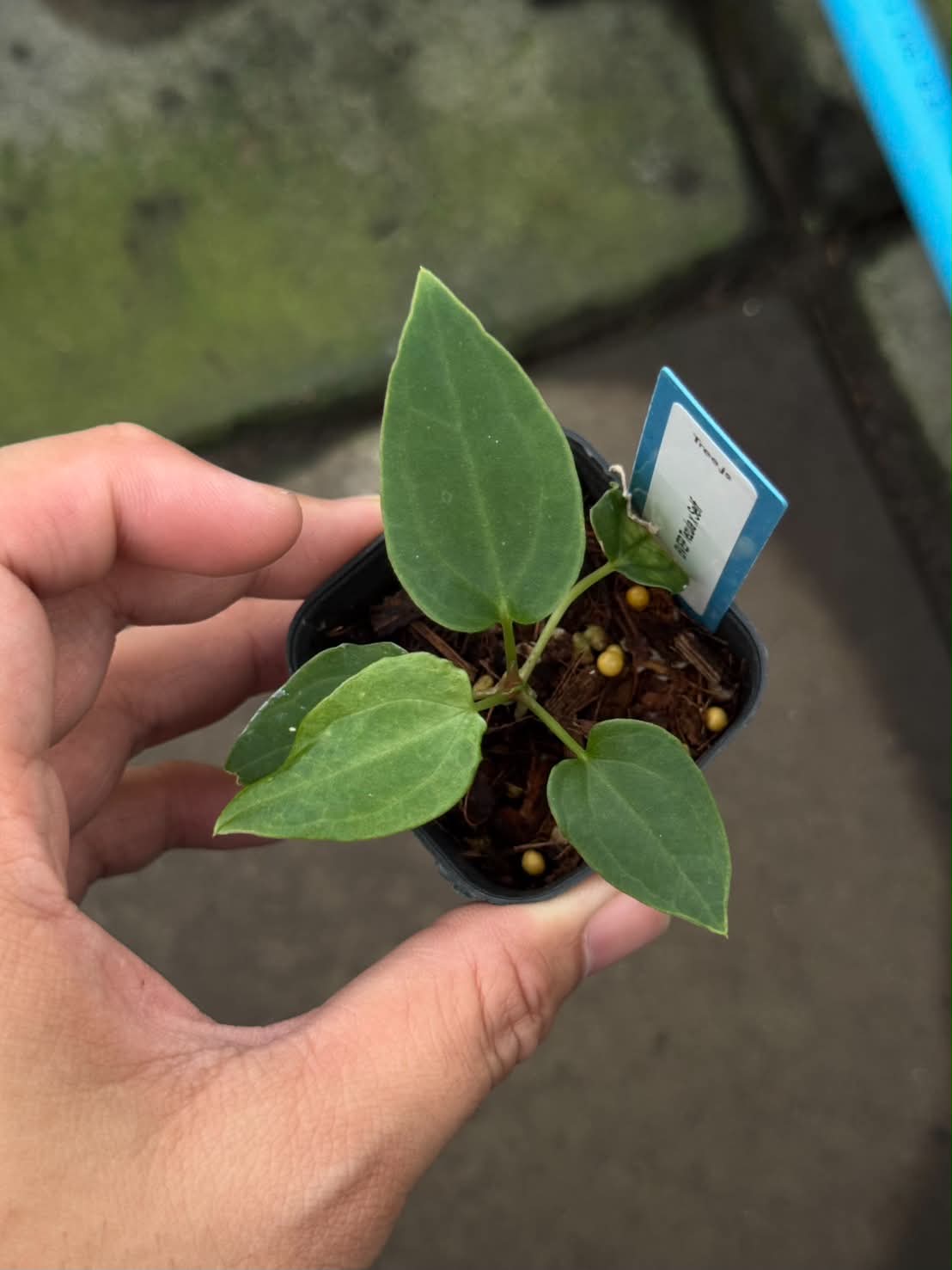 Anthurium BVEP Tezula x Self