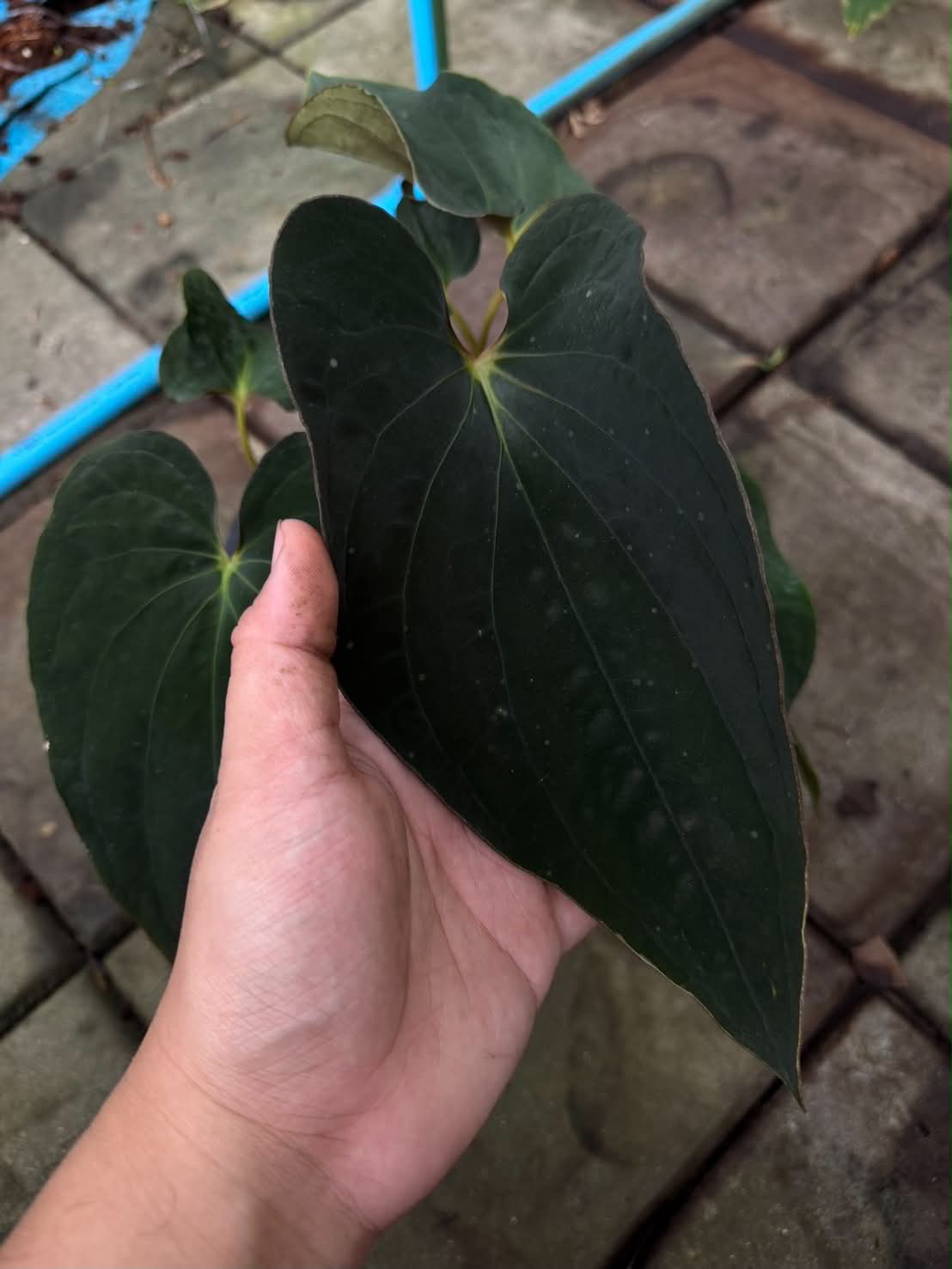Anthurium Pap x BVEP Tezula (Mutation Leaf)