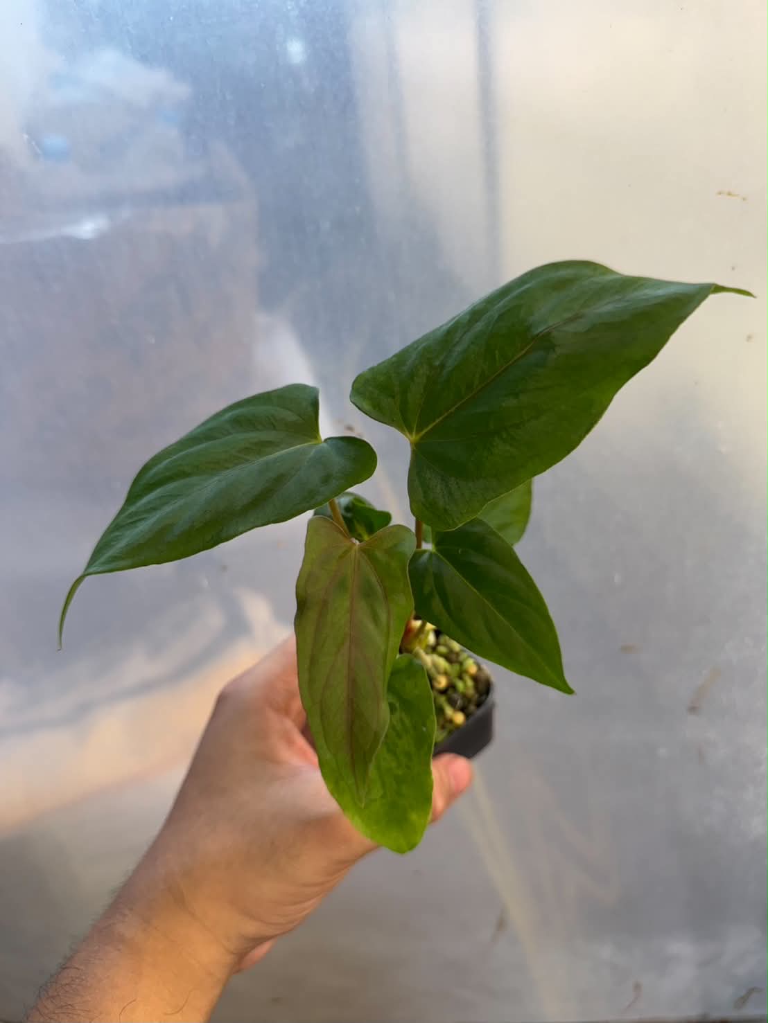 Anthurium Fort Sherman x Self