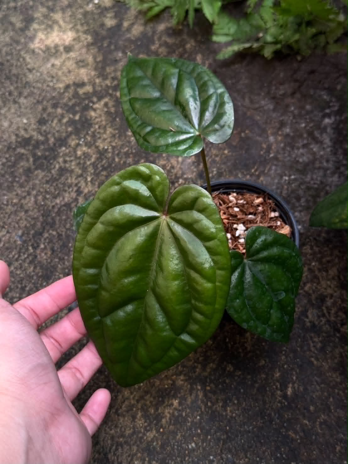 Anthurium RVDP x Luxurians